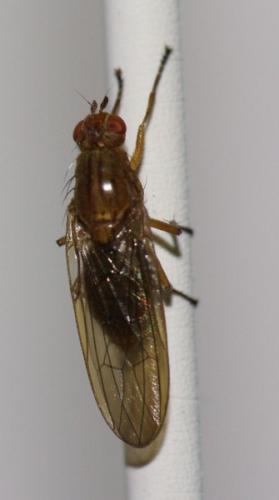 Dryomyza flaveola